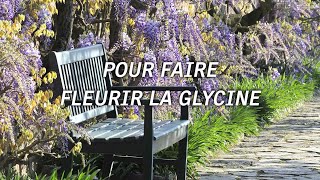 5 secrets pour cultiver la glycine [upl. by Yecies]