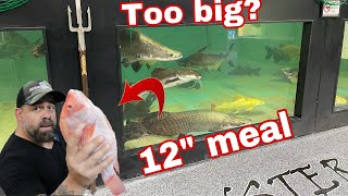 MONSTER FISH FEEDING DID THE ARAPAIMA SWALLOW A 12quot TILAPIA WHOLE [upl. by Gildea987]