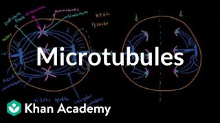 Microtubules  Cells  MCAT  Khan Academy [upl. by Pirri]