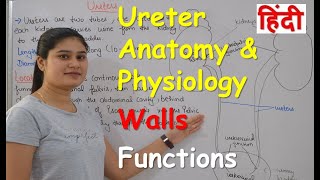 Ureters Anatomy amp Physiology in Hindi  Wall of Ureter  Functions of Ureter [upl. by Elehcim]