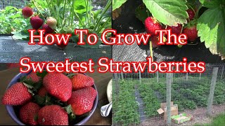 How To Grow The Sweetest Strawberries Ever [upl. by Semele]