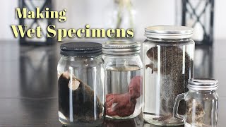 Making Wet Specimens [upl. by Lia]