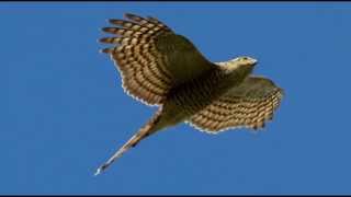 Sparrowhawk Bird Call Bird Song [upl. by Maclay]