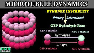 Dynamic Instablity Of Microtubules  Microtubule Dynamics [upl. by Onaicilef]