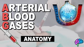 Respiratory System Anatomy  Arterial Blood Gas Part 1 [upl. by Adnirim147]