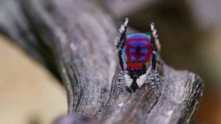 Dancing Colorful Spiders [upl. by Swee]