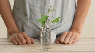 Cómo reproducir tus plantas por esquejes en agua [upl. by Ateinotna]