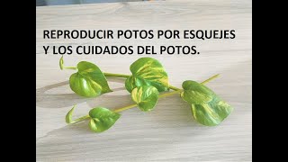 COMO REPRODUCIR POTOS MEDIANTE ESQUEJES ¡2 MÉTODOS CUIDADOS DEL POTOS [upl. by Atteragram729]