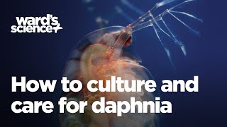 Caring and Culturing for Daphnia [upl. by Adnawat]