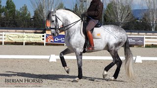 ANDALUSIAN HORSE WITH PASSAGE AND PIAFFE [upl. by Beckerman]