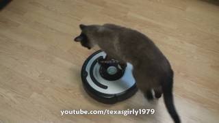 Cat shows HOW TO use iRobot Roomba Vacuum [upl. by Emeric]