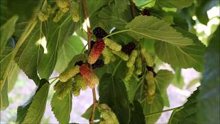 Illinois Everbearing MulberryMorus alba x rubra Fruiting in AZ  9B [upl. by Yecram]