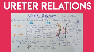 Ureter Anatomy  relations [upl. by Nagad]