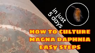 How to Culture Magna Daphnia Easily [upl. by Melak]