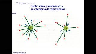 Clase Citoesqueleto [upl. by Anahcra468]