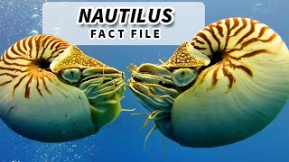 Nautilus Facts OLDER than DINOSAURS  Animal Fact Files [upl. by Annaor699]