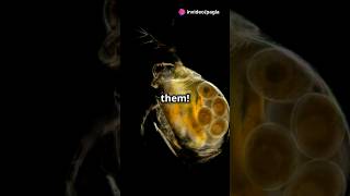 How to culture Daphnia for your Aquarium [upl. by Searby572]