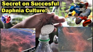 How to Culture Daphnia Successfully [upl. by Rakia]