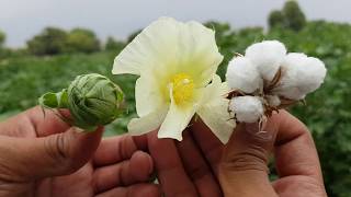 life cycle of cotton plant  how cotton is produced full video  how to grow cotton [upl. by Roman]