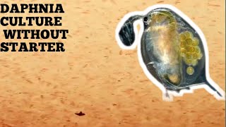 HOW TO CULTURE DAPHNIA NATURALLY WITHOUT A STARTER [upl. by Tamsky813]