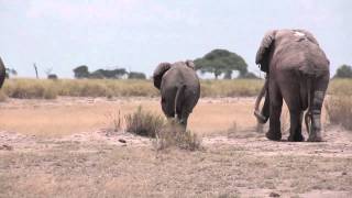 Elephant mating season in Amboseli Kenya [upl. by Jacynth587]