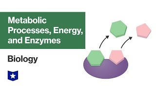 Metabolic Processes Energy and Enzymes  Biology [upl. by Renrag81]