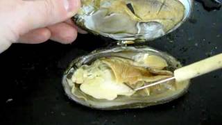 Bivalve Anatomy freshwater mussel [upl. by Gratt446]