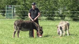 Donkey Training How To Halter The Naughty Donkey [upl. by Eirac]