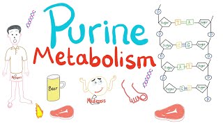 Purine Metabolism De Novo Salvage Degradation Uric Acid [upl. by Macmullin]