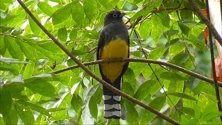 Blackheaded Trogon in Mexico [upl. by Karim961]