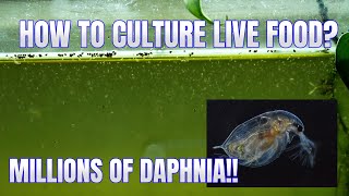 How to Culture Daphnia Secret Method to Breed MILLIONS  Simply Aquatic [upl. by Aivatan803]