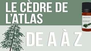 HUILES ESSENTIELLES À la découverte du Cèdre de l’Atlas [upl. by Wauters21]