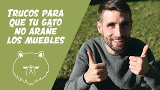 ¿Cómo evitar que tu gato arañe los muebles [upl. by Tidwell]