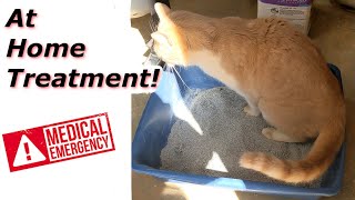 At Home Treatment for a Cat that Cant Urinate [upl. by Ajak]