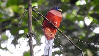 Philippine Trogon Harpactes ardens [upl. by Sargent418]