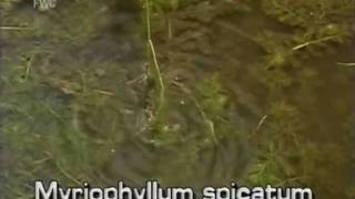 Eurasian watermilfoil Myriophyllum spicatum [upl. by Kannry47]