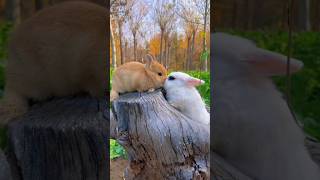 Cute Rabbit Facts  Speed Vision amp Fun Secrets shortsfacts [upl. by Yannodrahc]