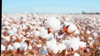 History of cotton [upl. by Aihsram]