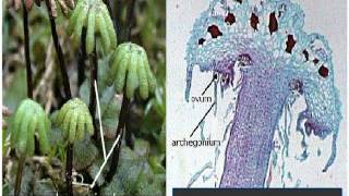 Bryophyta Marchantia Life Cycle [upl. by Leal]