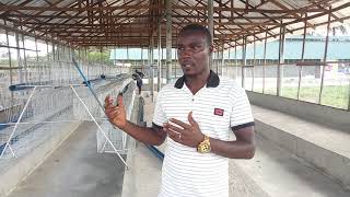 Battery Cage System for Poultry Birds Fully Set Up [upl. by Eanil]