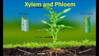 Xylem and Phloem [upl. by Iy663]