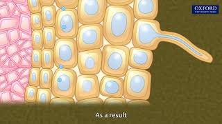 Animation 103 Absorption of water in plants [upl. by Falzetta]