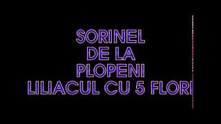 SORINEL DE LA PLOPENI LILIACUL CU 5 FLORII [upl. by Marlee]