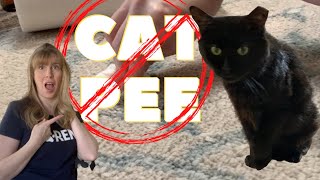 How To 🧼 Clean 🐈 Cat Pee On Carpet [upl. by Darce]