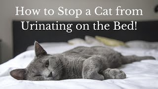 How to Stop a Cat from Urinating on the Bed Why Does My Cat Pee on the Bed [upl. by Reba172]