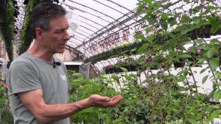 Growing Mulberries in Containers [upl. by Lucho]