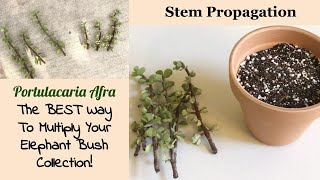 Portulacaria Afra Stem Propagation  5Week Update [upl. by Thibault217]