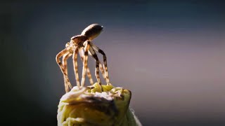 Flying Spiders  Animal Einsteins  BBC Earth [upl. by Simon]