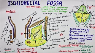 Ischiorectal Fossa  Ischioanal Fossa [upl. by Caldera]