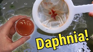 How I Culture Daphnia In Outdoor Tubs [upl. by Sidnala]